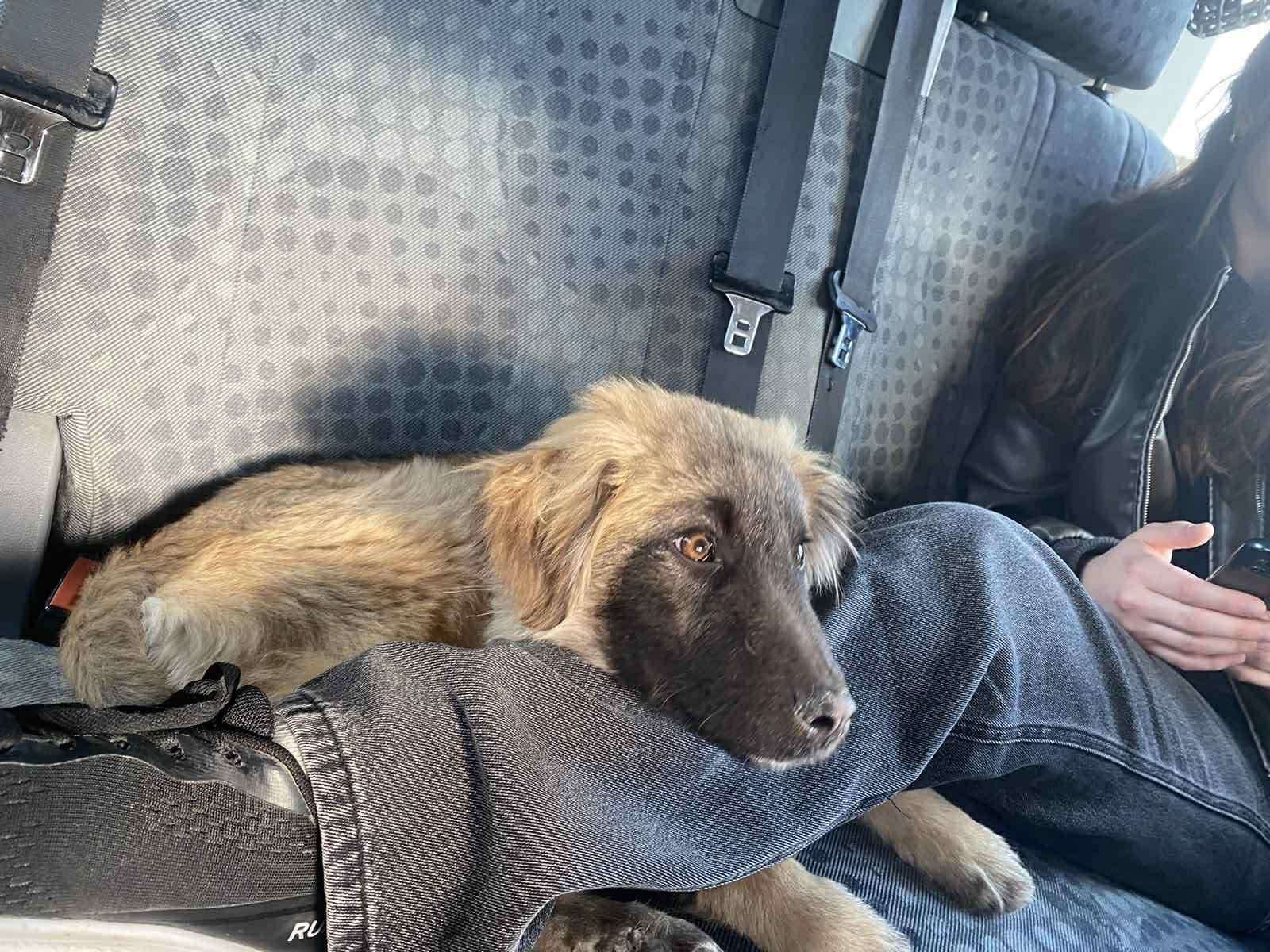 Enlarge Fluffy , an adopted mixed breed in New York, NY image 3/6