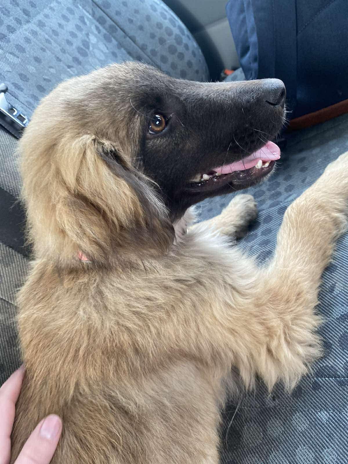 Enlarge Fluffy , an adopted mixed breed in New York, NY image 6/6