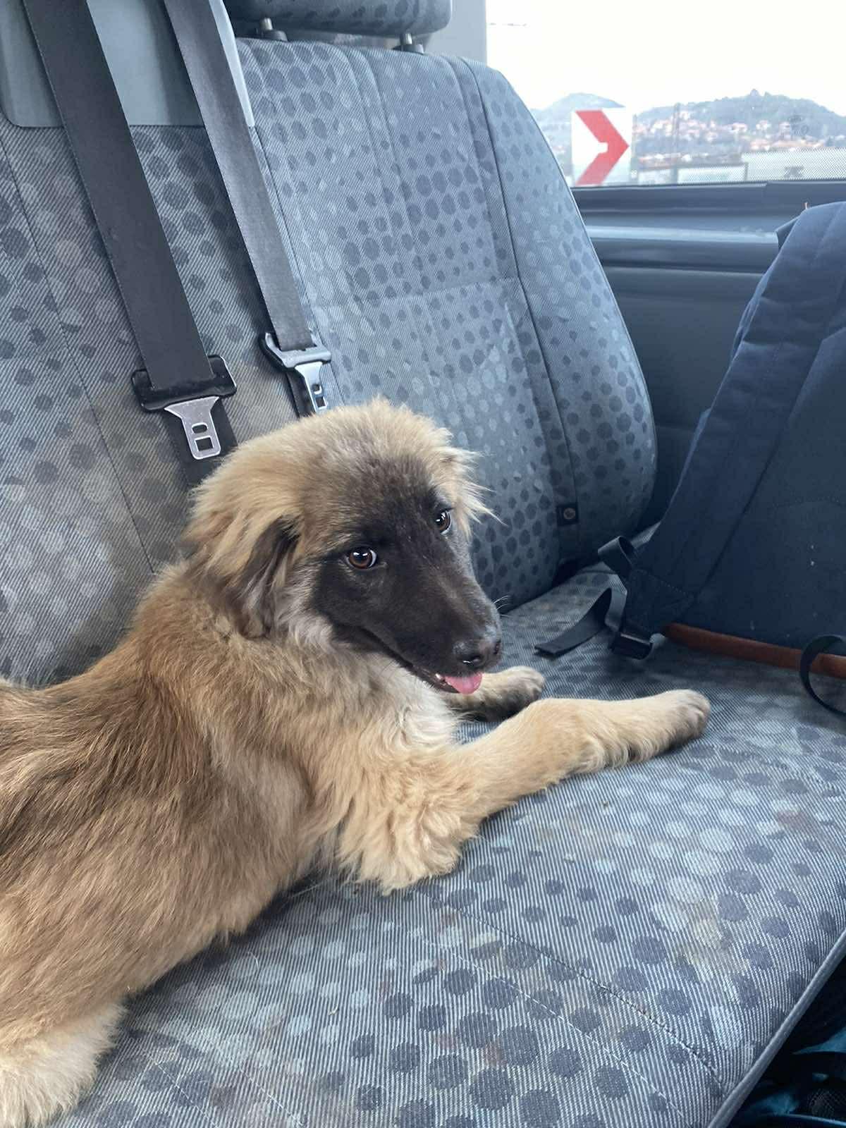 Enlarge Fluffy , an adopted mixed breed in New York, NY image 2/6