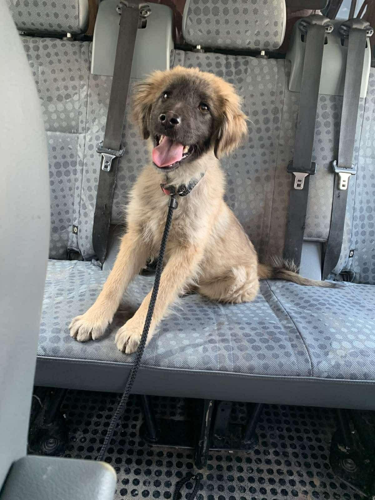 Fluffy , adopted, Young Male Mixed Breed.