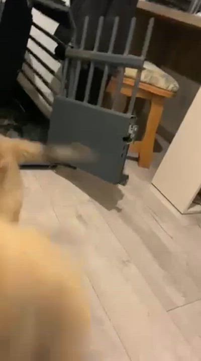 Enlarge Fluffy , an adopted mixed breed in New York, NY video 5/6