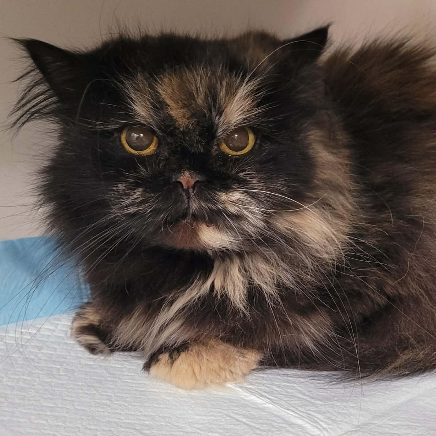 Penny the Beautiful Persian!, adopted, Senior Female Persian.