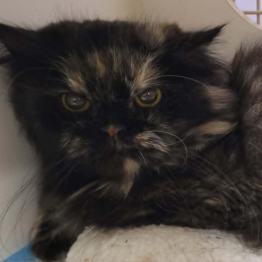 Enlarge Penny the Beautiful Persian!, an adopted Persian in Meriden, CT image 4/4