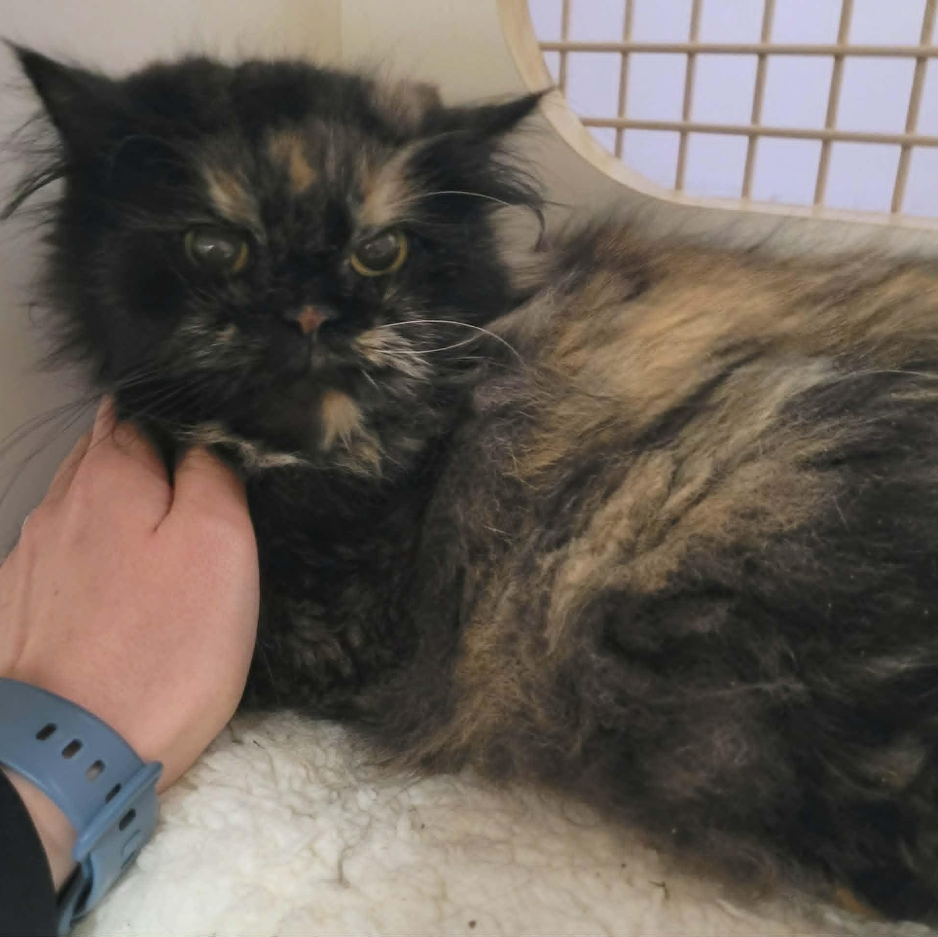 Enlarge Penny the Beautiful Persian!, an adopted Persian in Meriden, CT image 2/4