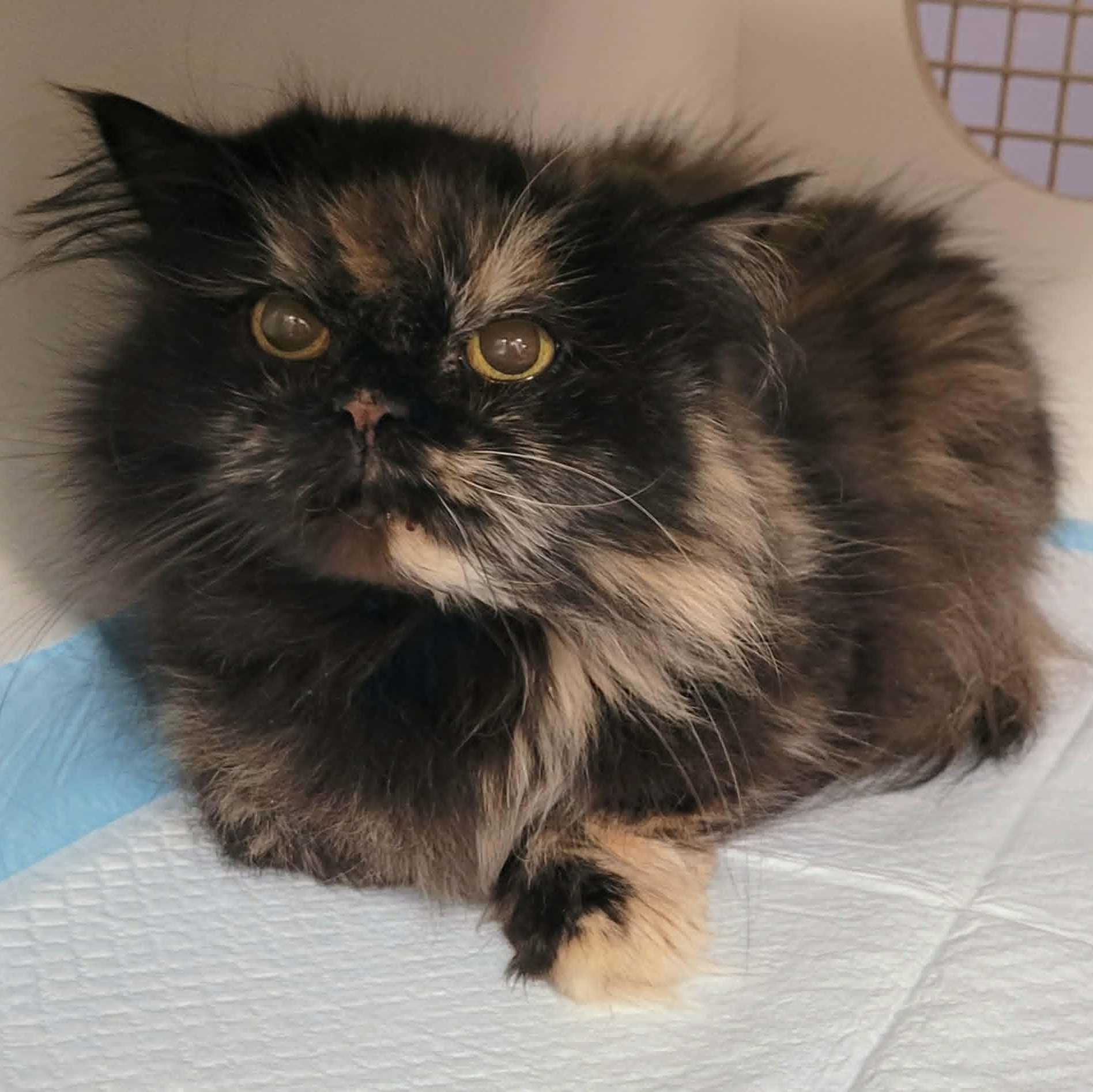 Enlarge Penny the Beautiful Persian!, an adopted Persian in Meriden, CT image 3/4