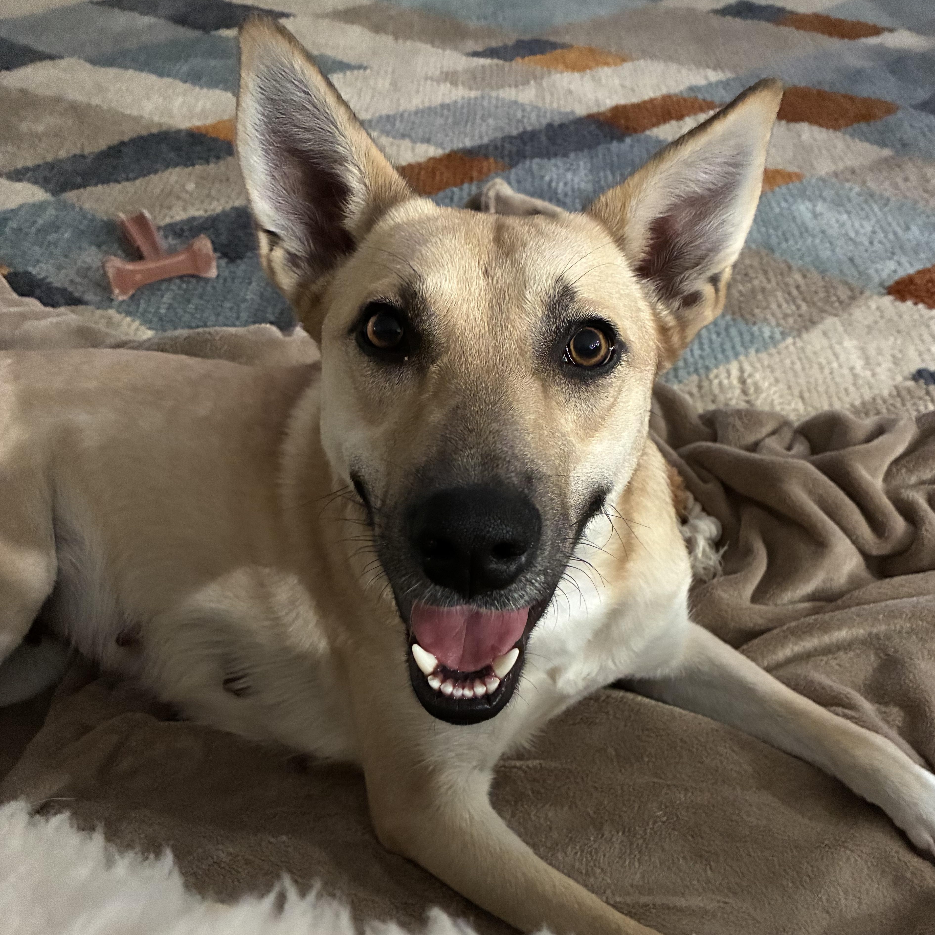 Enlarge REBECCA, a Adoptable mixed breed in Cranston, RI image 1/3