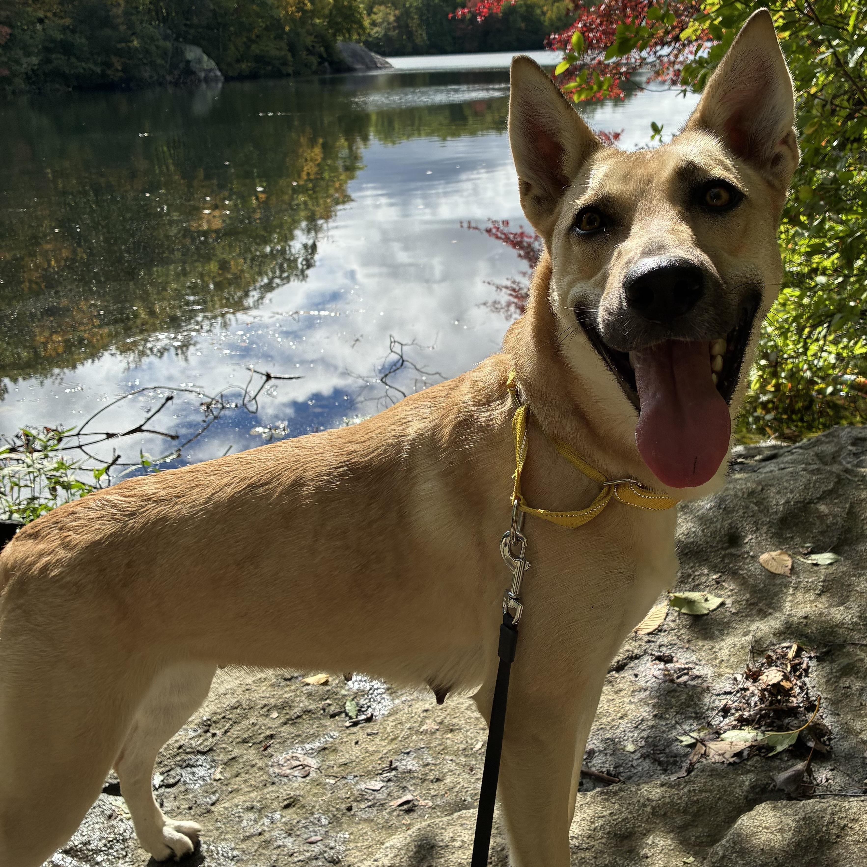Enlarge REBECCA, a Adoptable mixed breed in Cranston, RI image 2/3