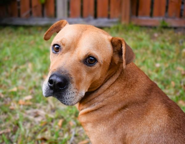 Barbosa (kfc), Adoptable, Adult Male Labrador Retriever & Pit Bull Terrier.