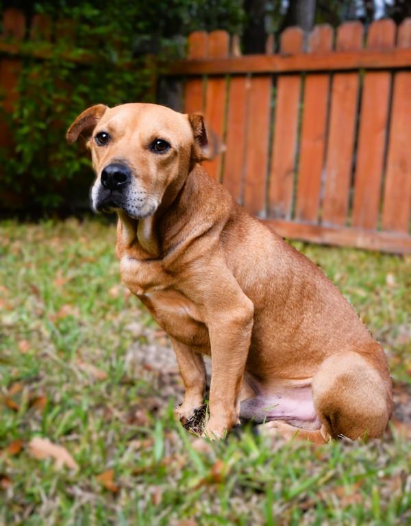 Enlarge Barbosa (kfc), a Adoptable mixed breed in Mobile, AL image 2/6