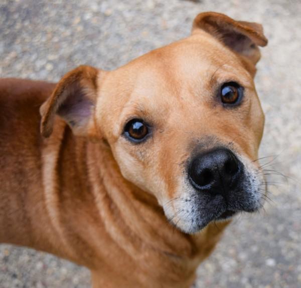 Enlarge Barbosa (kfc), a Adoptable mixed breed in Mobile, AL image 4/6