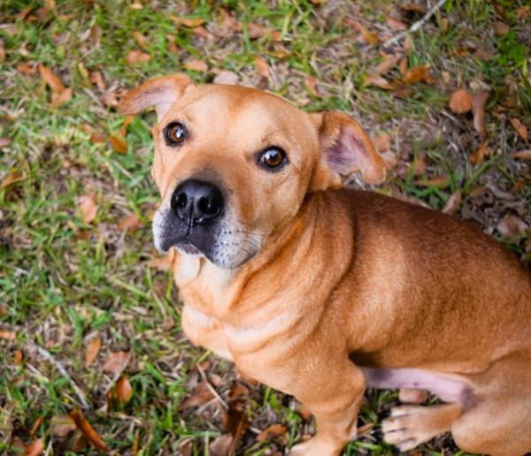 Enlarge Barbosa (kfc), a Adoptable mixed breed in Mobile, AL image 4/6