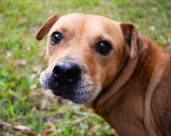 Enlarge Barbosa (kfc), a Adoptable mixed breed in Mobile, AL image 6/6