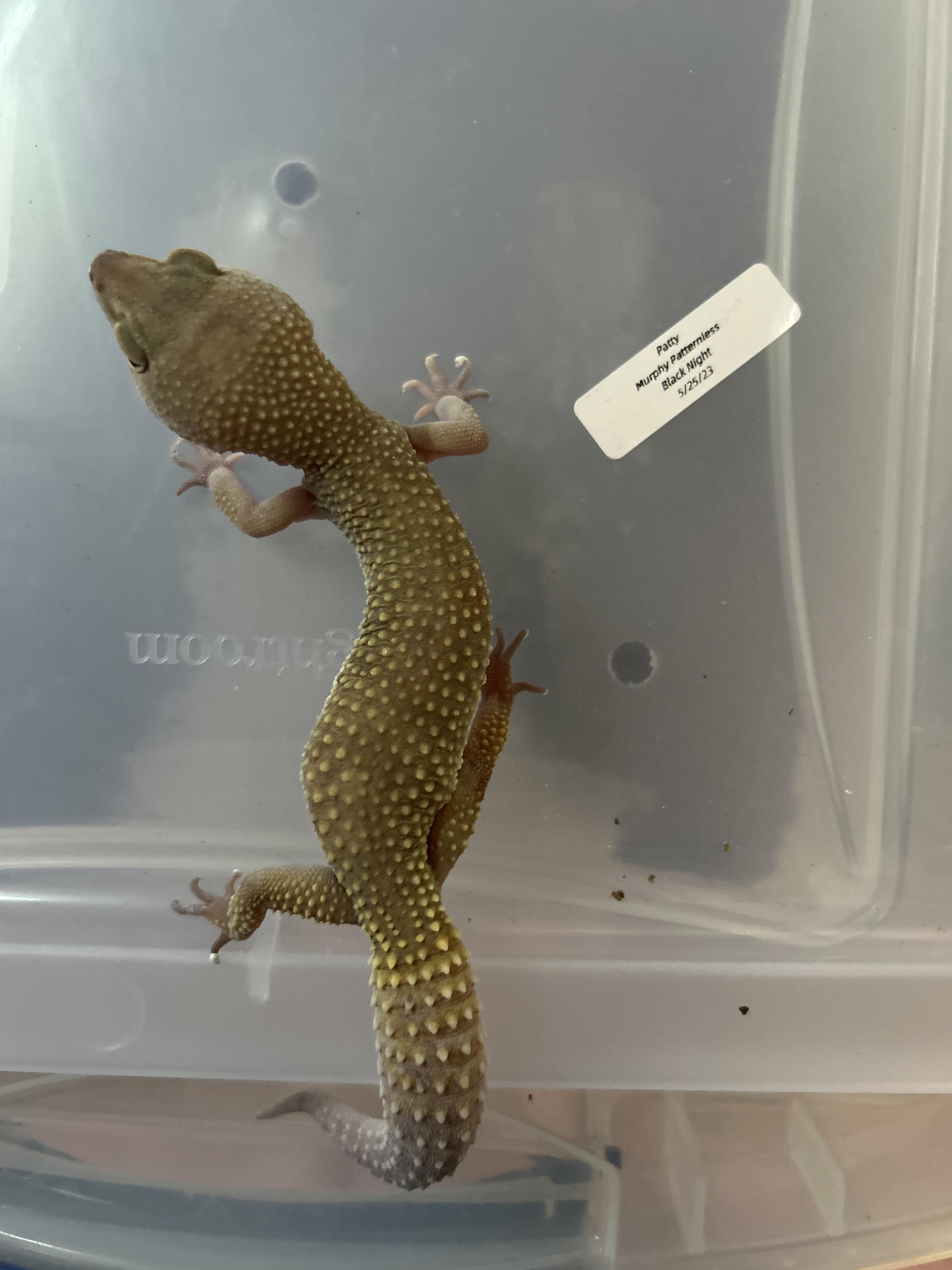 Enlarge Leopard Gecko, a Adoptable Gecko in Concord, CA image 1/1