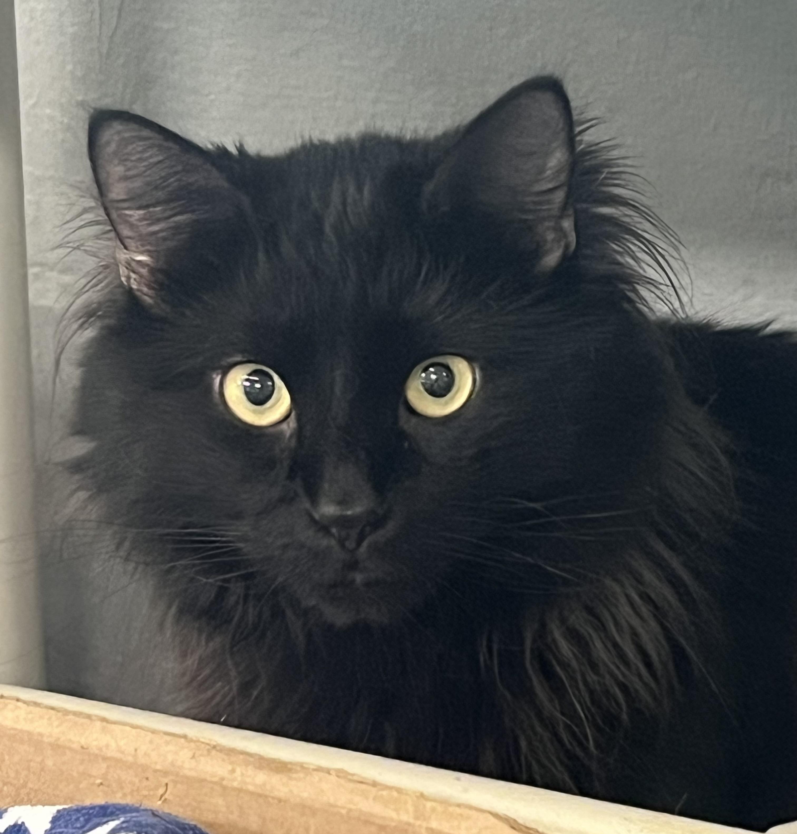Sloan, ADOPTABLE, Young Male Domestic Long Hair.