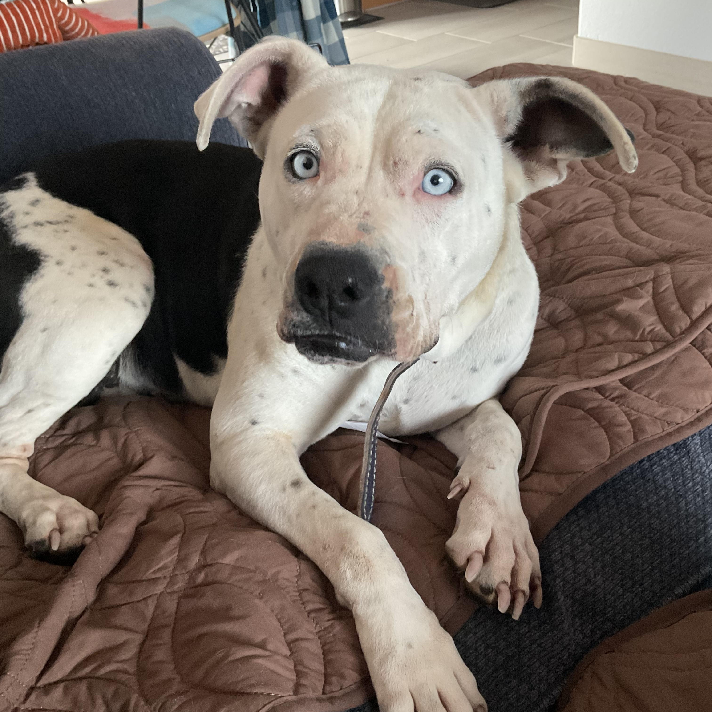 Enlarge Jasmine, a Adoptable Pit Bull Terrier in Phoenix, AZ image 4/6