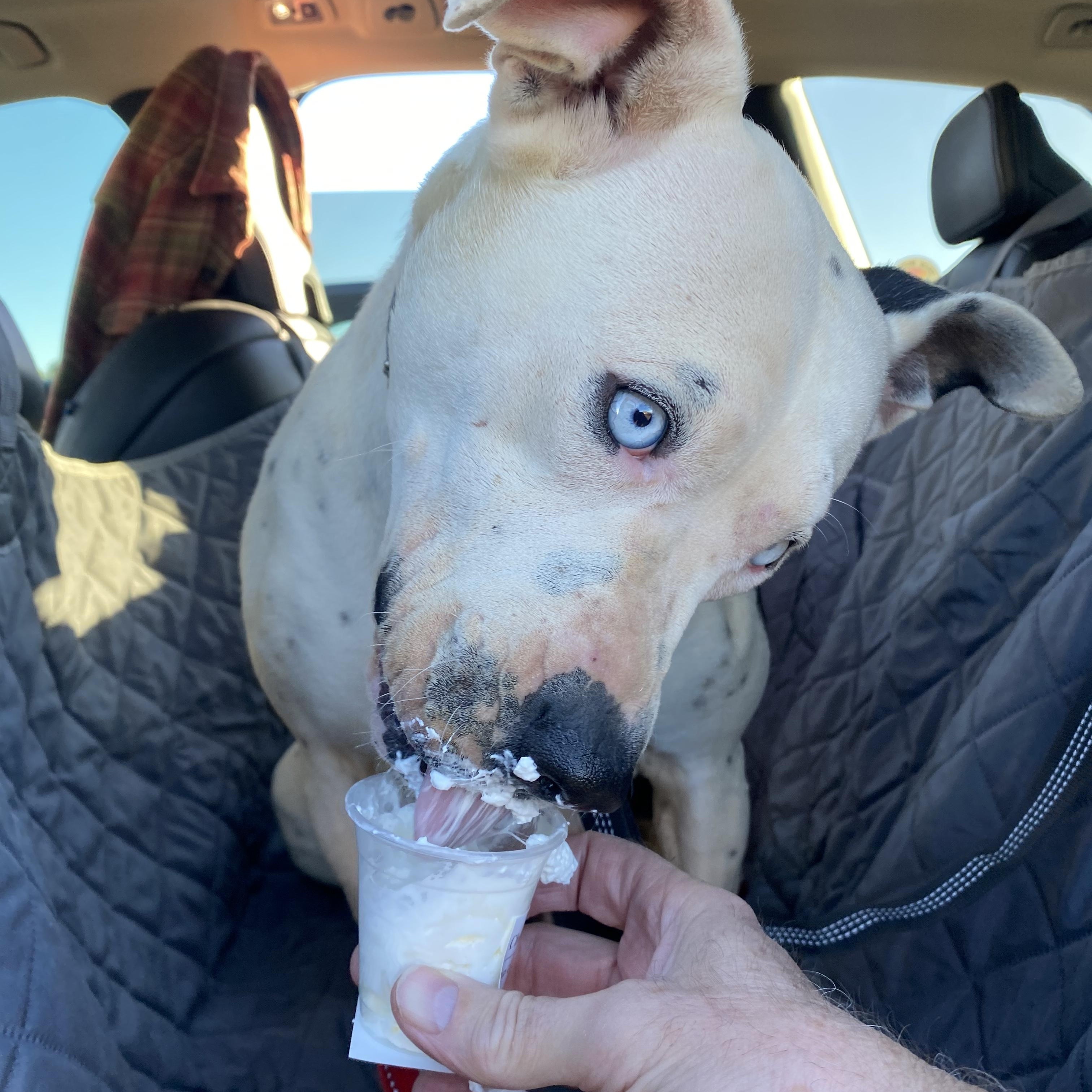 Enlarge Jasmine, a Adoptable Pit Bull Terrier in Phoenix, AZ image 1/6