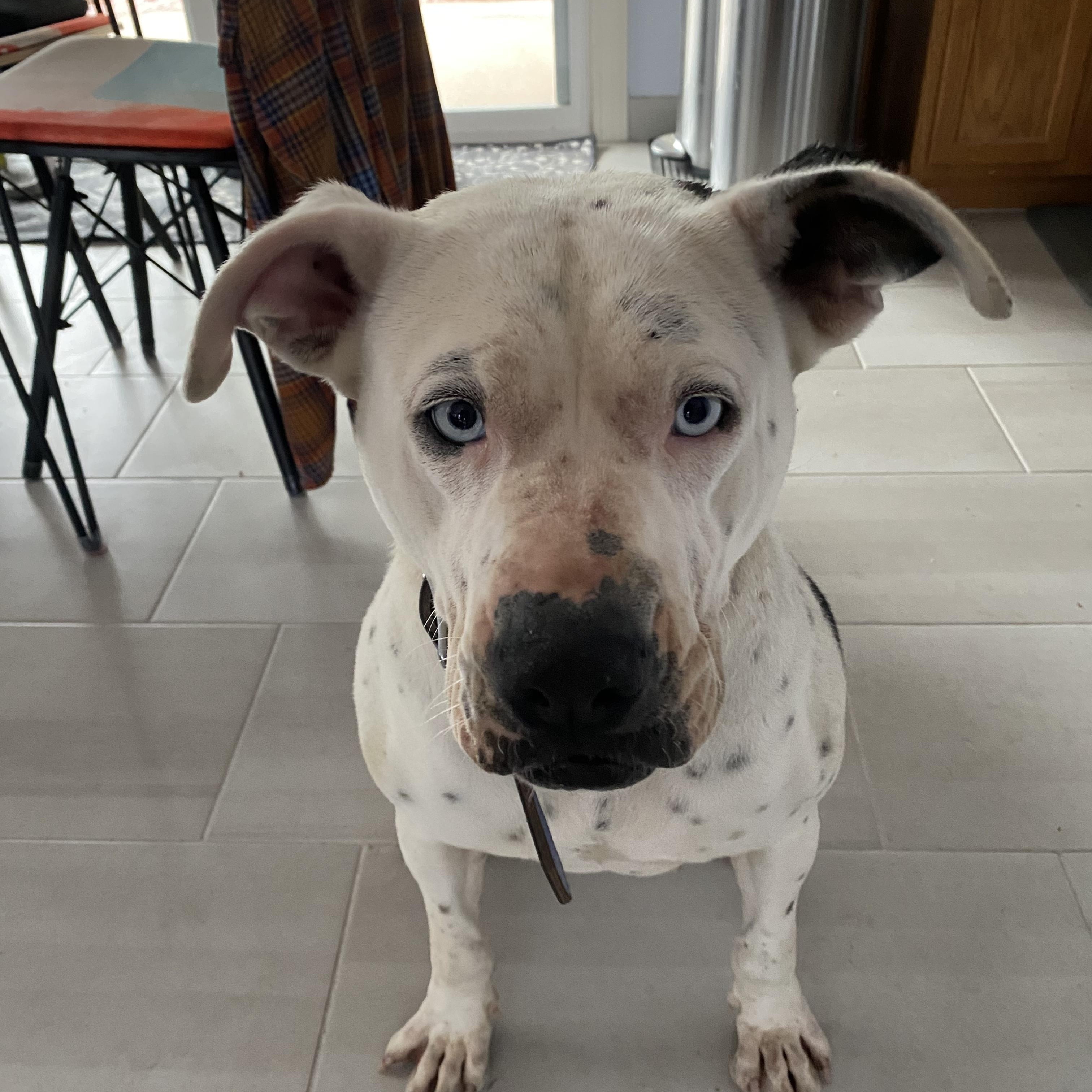 Enlarge Jasmine, a Adoptable Pit Bull Terrier in Phoenix, AZ image 2/6