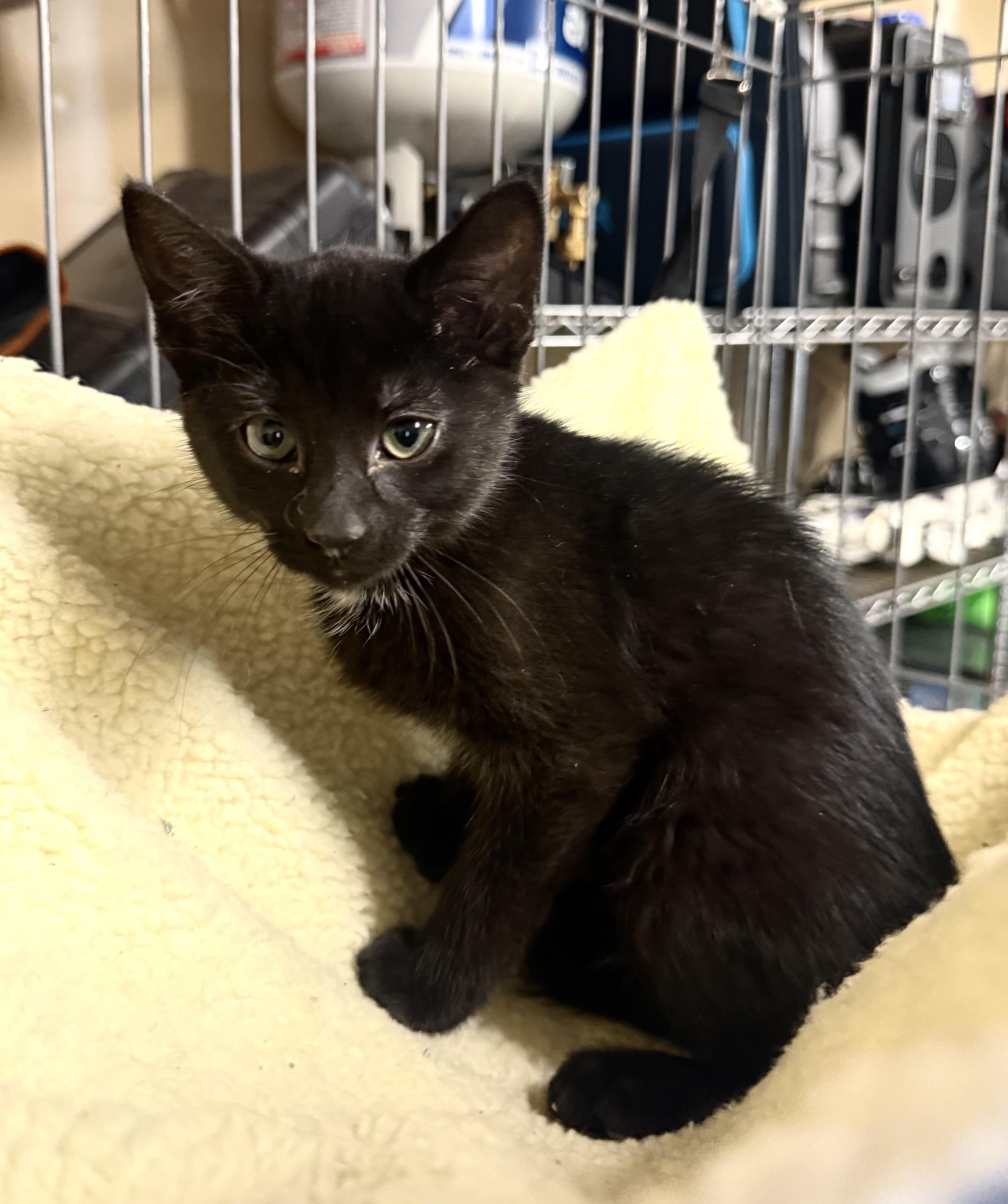 Flip Flop, Adoptable, Kitten Female Domestic Short Hair.