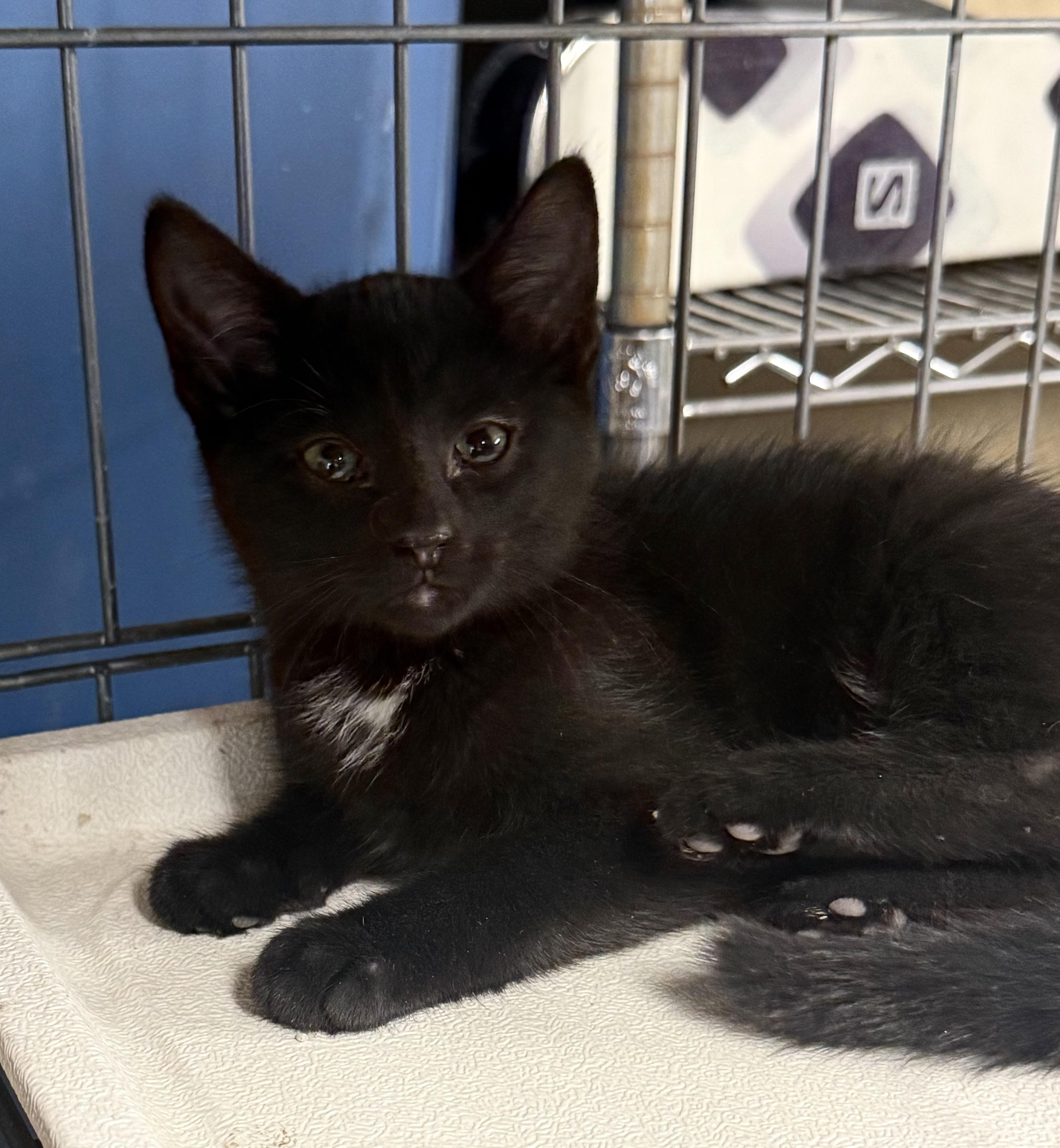 Enlarge Flip Flop, a Adoptable Domestic Short Hair in Fort Collins, CO image 3/3