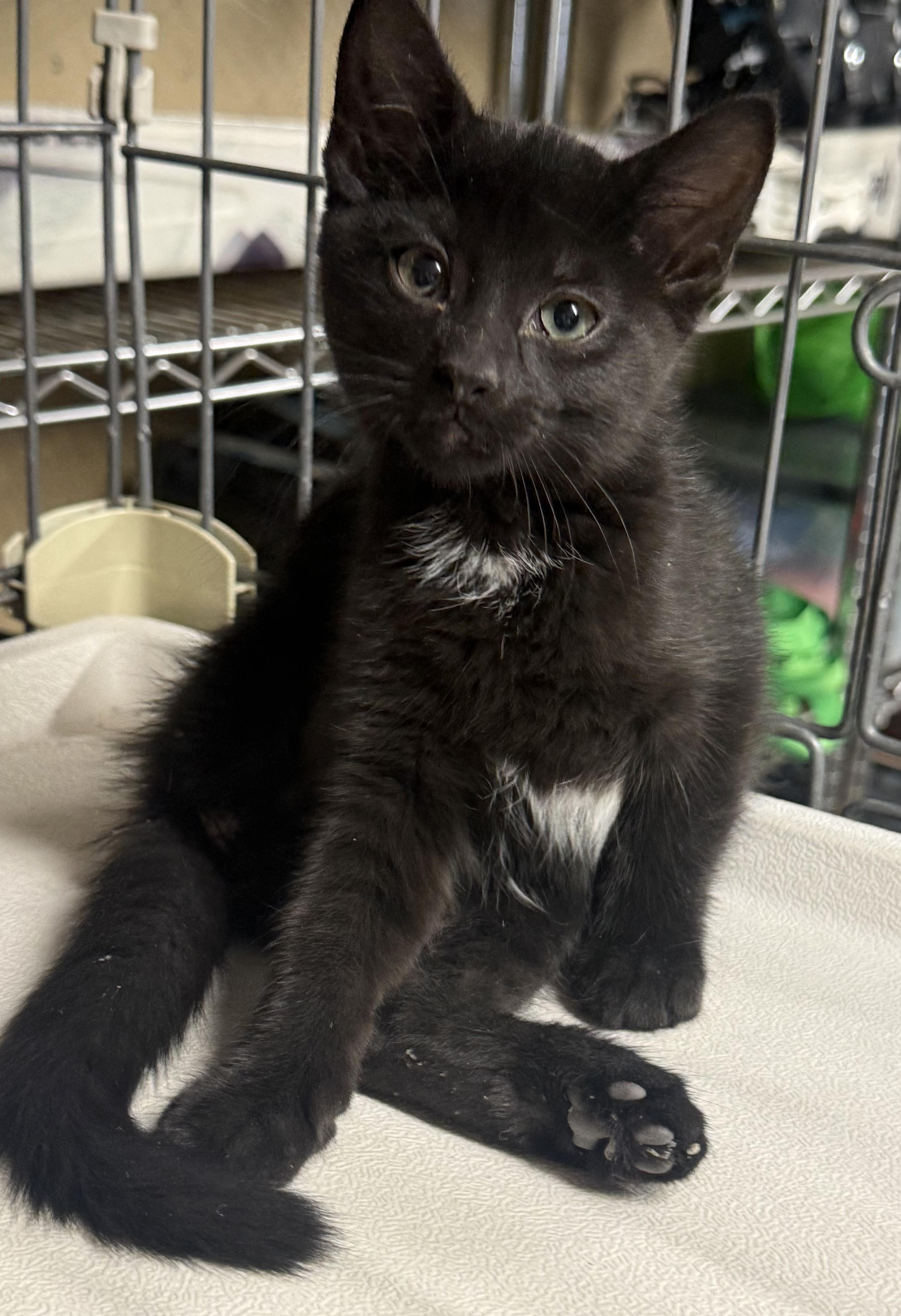 Enlarge Flip Flop, a Adoptable Domestic Short Hair in Fort Collins, CO image 2/3
