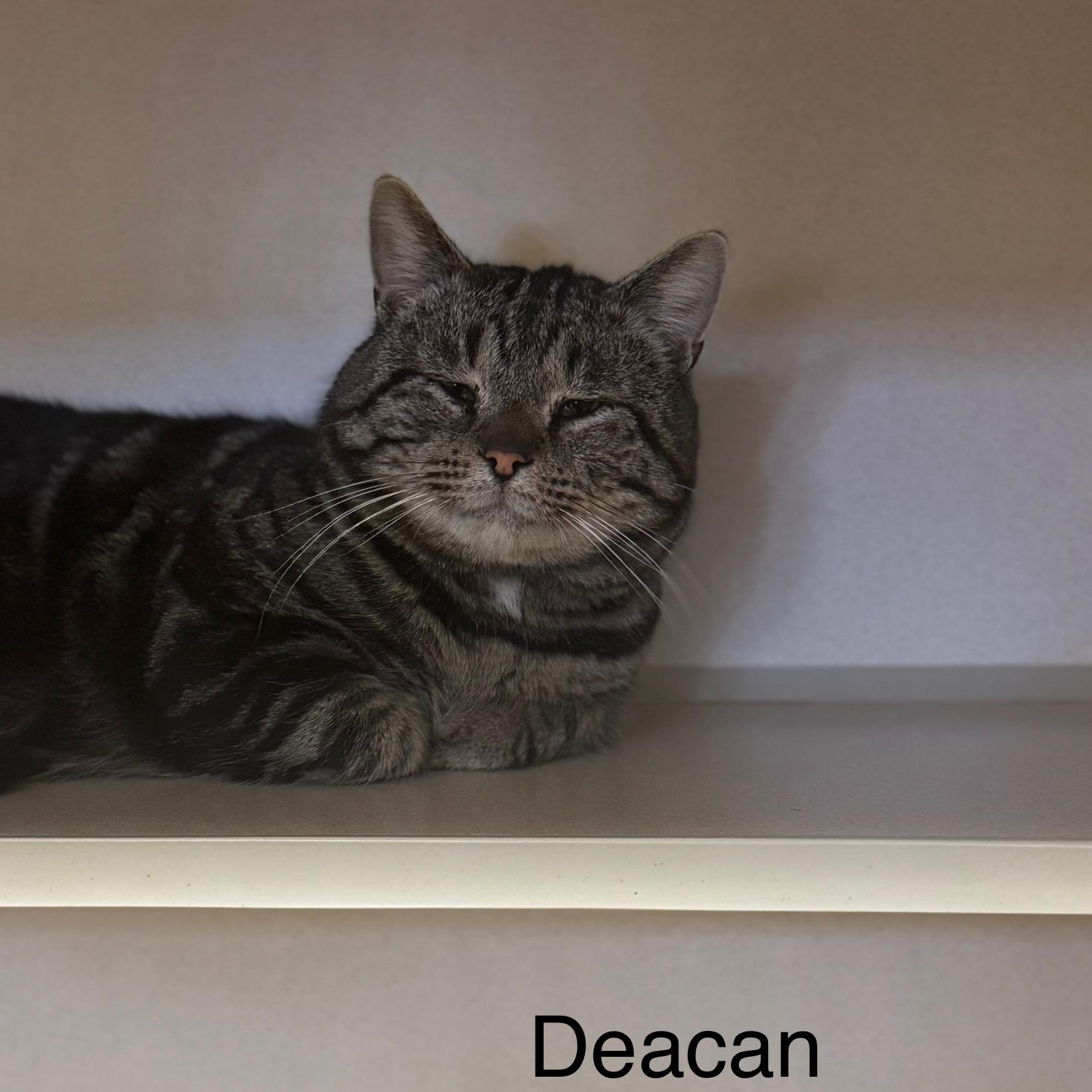 Deacan, Adoptable, Adult Male Domestic Short Hair.