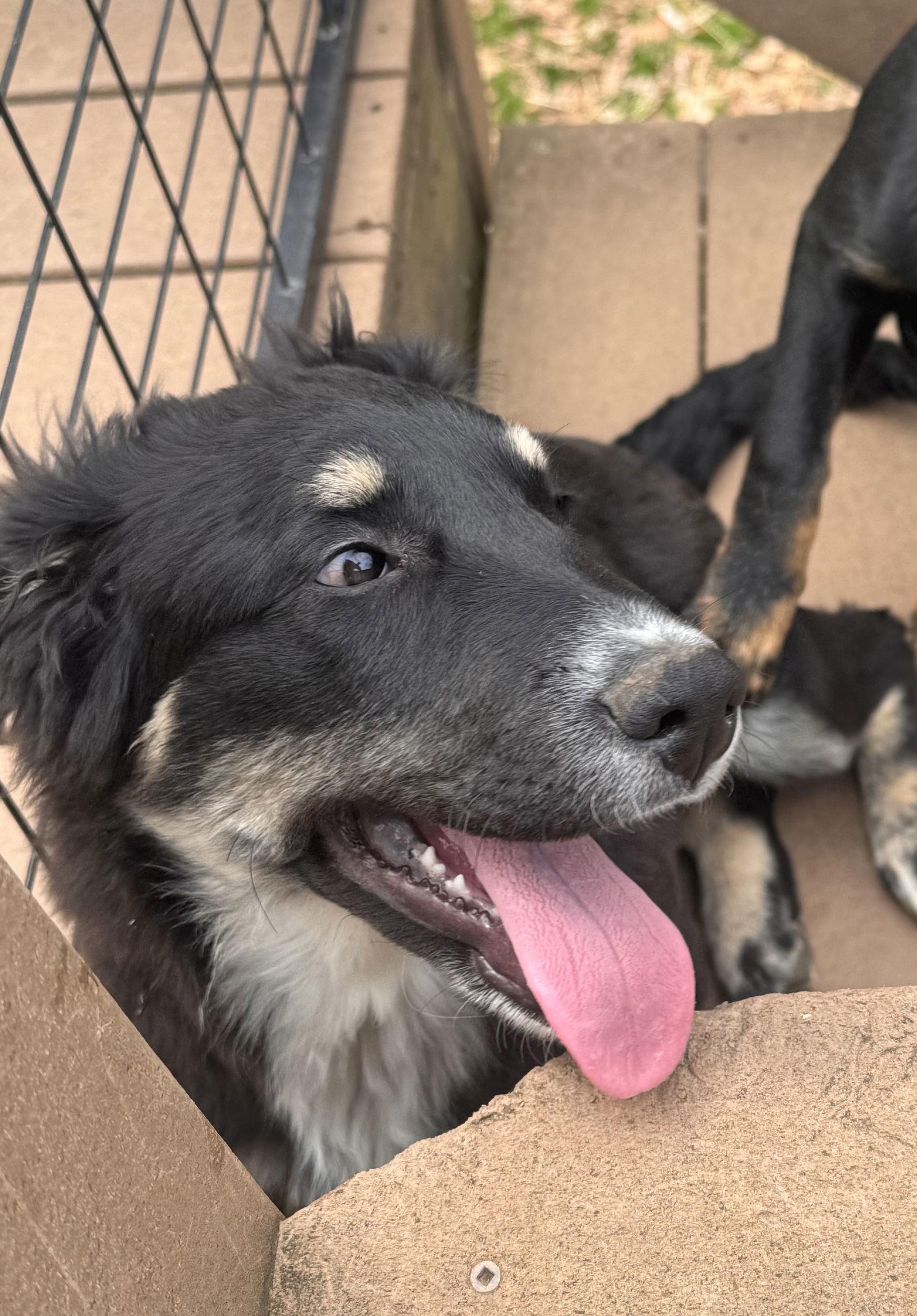Barkley, Adopted, Puppy Male Australian Shepherd & Retriever.