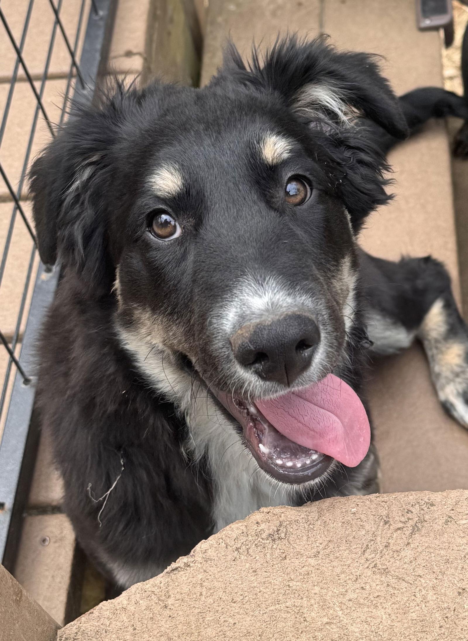 Enlarge Barkley, a Adopted mixed breed in Pottstown, PA image 2/2