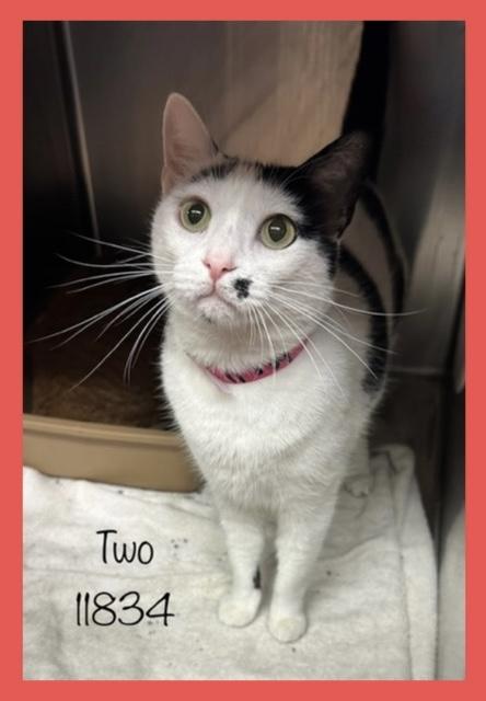 TWO Domestic Short Hair Cat