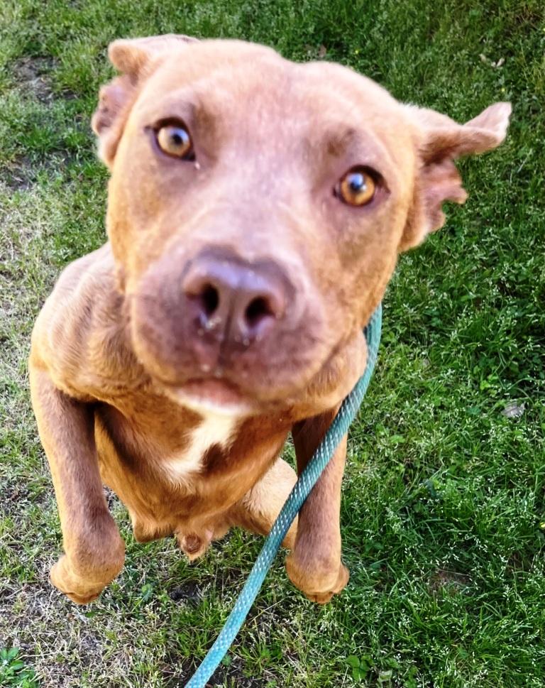 Darwin, Pocket size, adorable, playful little boy, loves everyone !