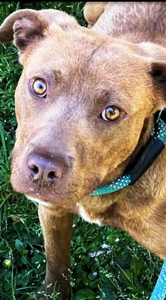 Darwin, Pocket size, adorable, playful little boy, loves everyone !