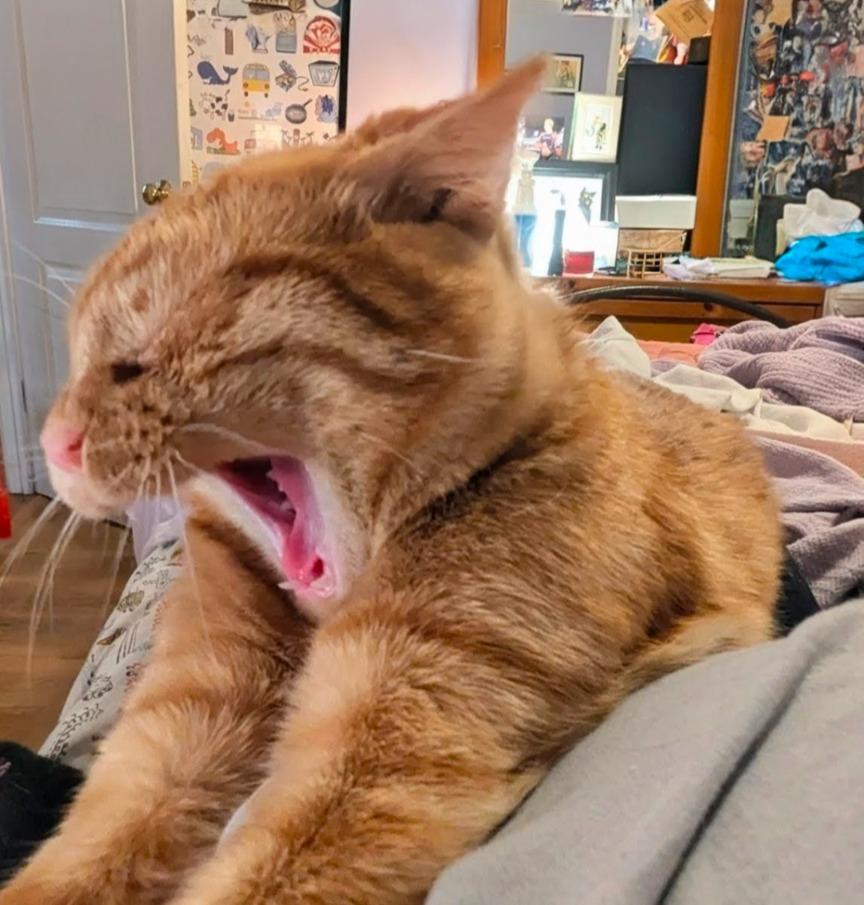 Fitzgerald, Adopted, Kitten Male Domestic Short Hair.