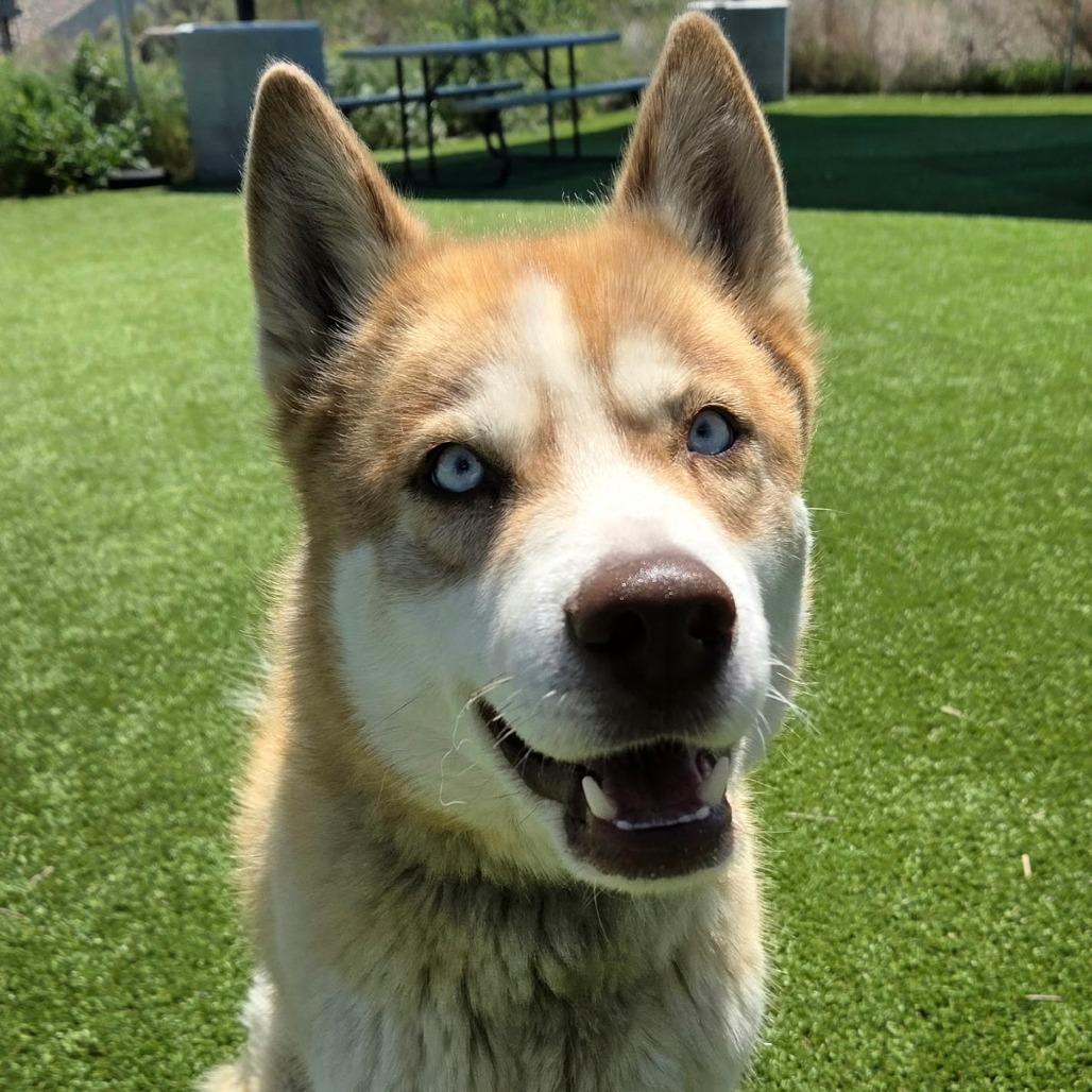 Chaos, Adoptable, Adult Male Husky.