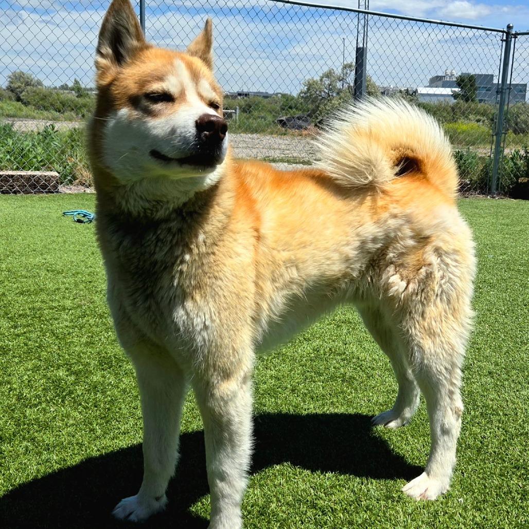 Chaos, a Adoptable Husky in Idaho Falls, ID image 2/6