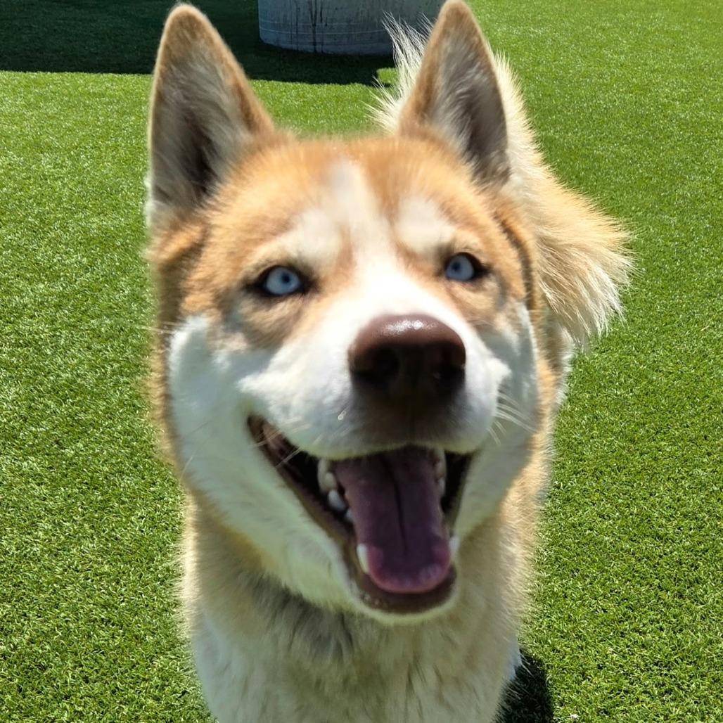 Chaos, a Adoptable Husky in Idaho Falls, ID image 3/6