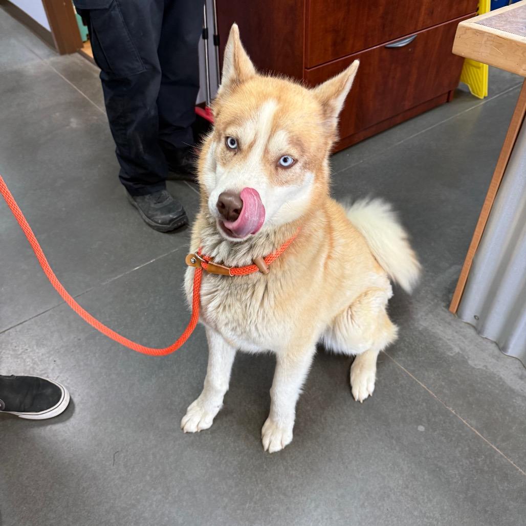Chaos, a Adoptable Husky in Idaho Falls, ID image 4/6