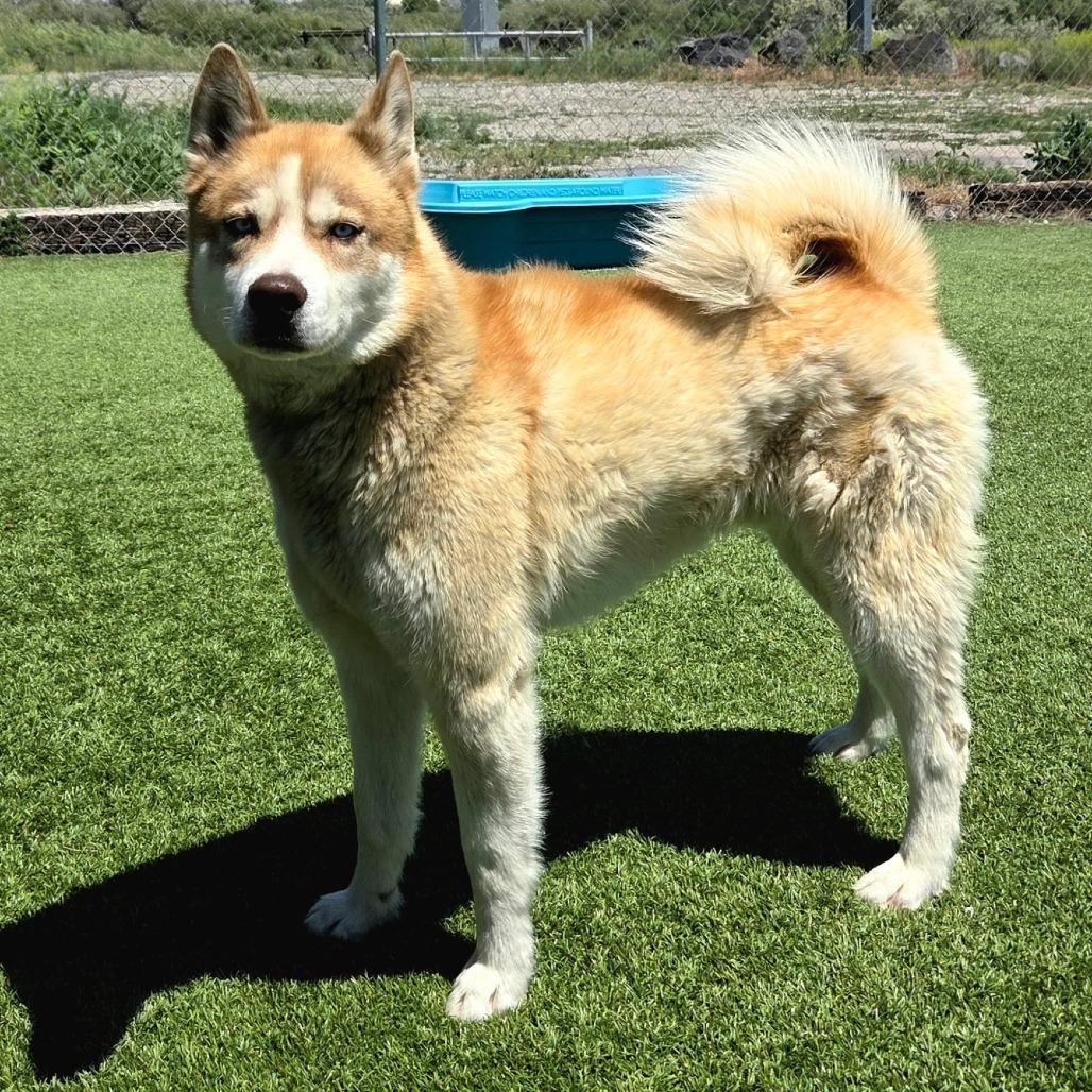 Chaos, a Adoptable Husky in Idaho Falls, ID image 5/6