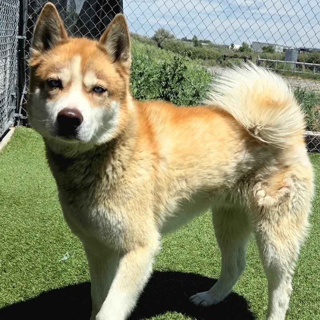 Chaos, a Adoptable Husky in Idaho Falls, ID image 6/6