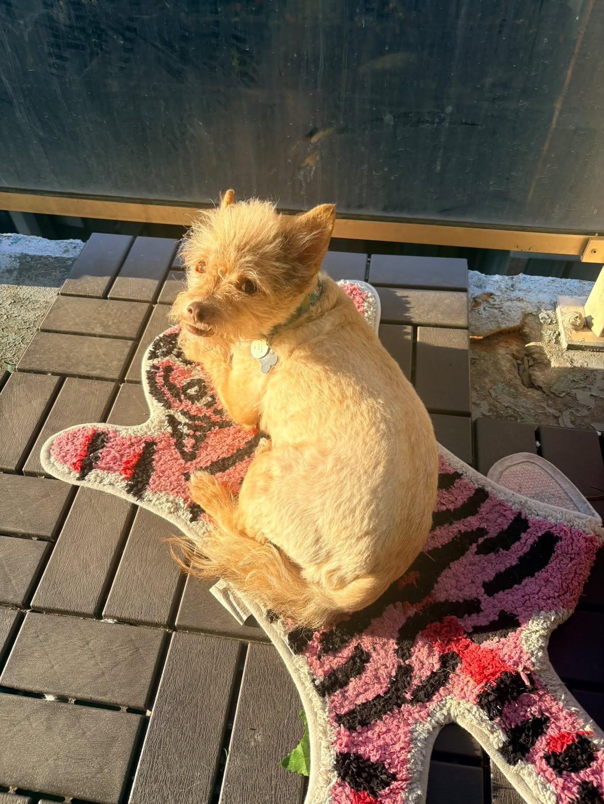 Enlarge Coco, a Adoptable mixed breed in Owen Sound, ON image 1/5