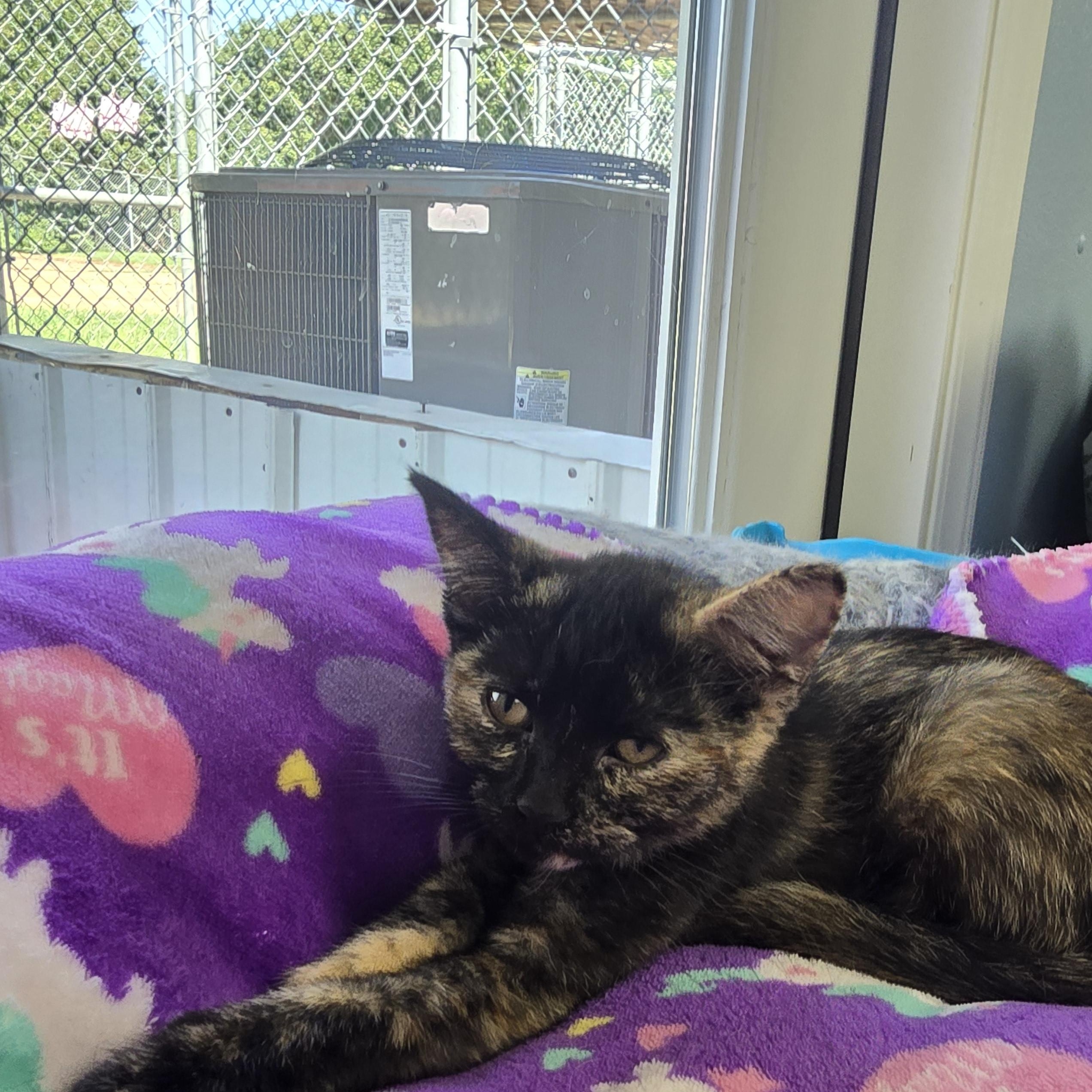 Enlarge Honey, a Adoptable Domestic Short Hair in Farmington, MO image 1/1