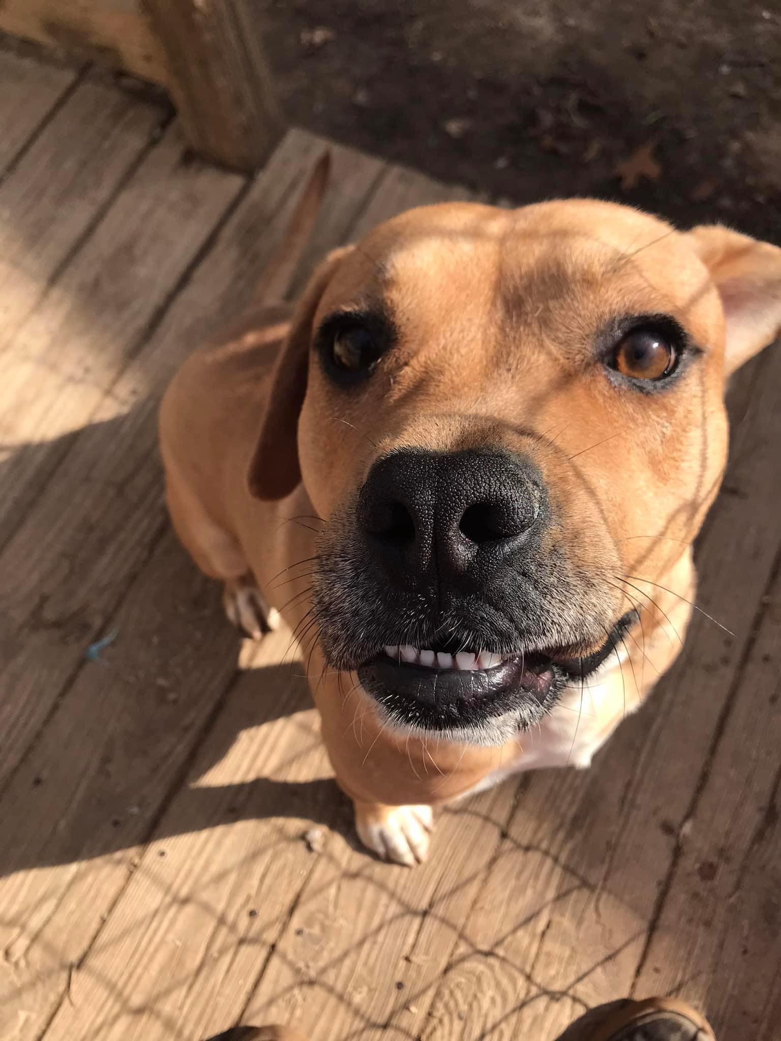 Sparky, a Adoptable mixed breed in Oak Ridge, TN image 5/6