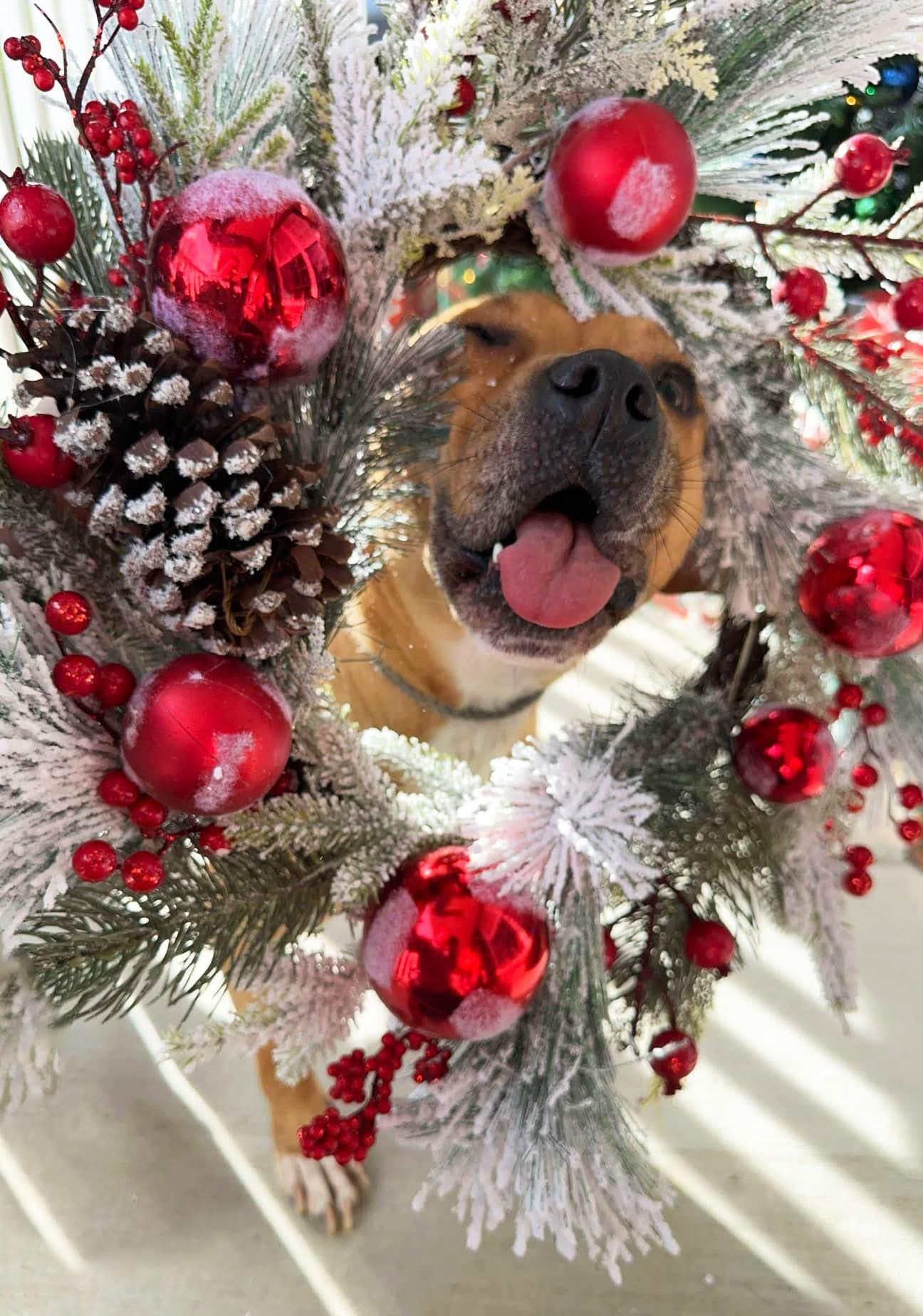 Sparky photo 4