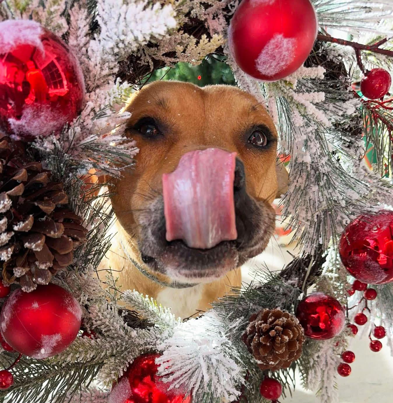 Sparky, a Adoptable mixed breed in Oak Ridge, TN image 2/6