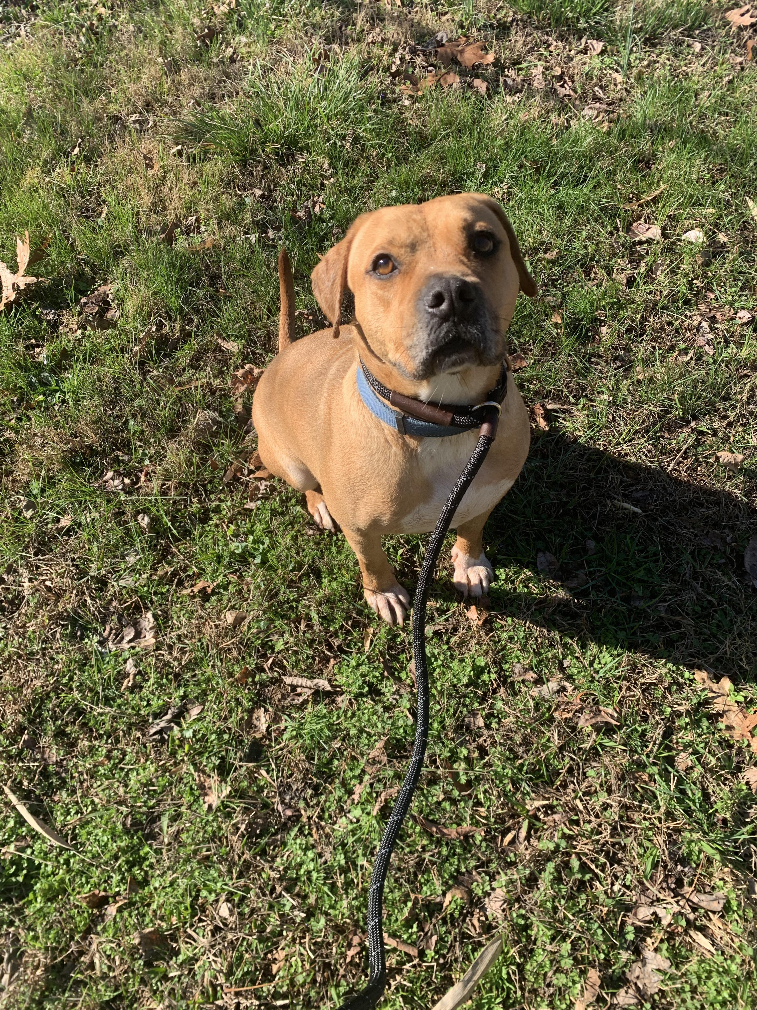 Sparky, a Adoptable mixed breed in Oak Ridge, TN image 6/6