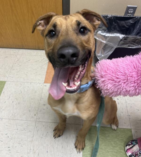 Levi, Adoptable, Young Male German Shepherd Dog & Boxer.
