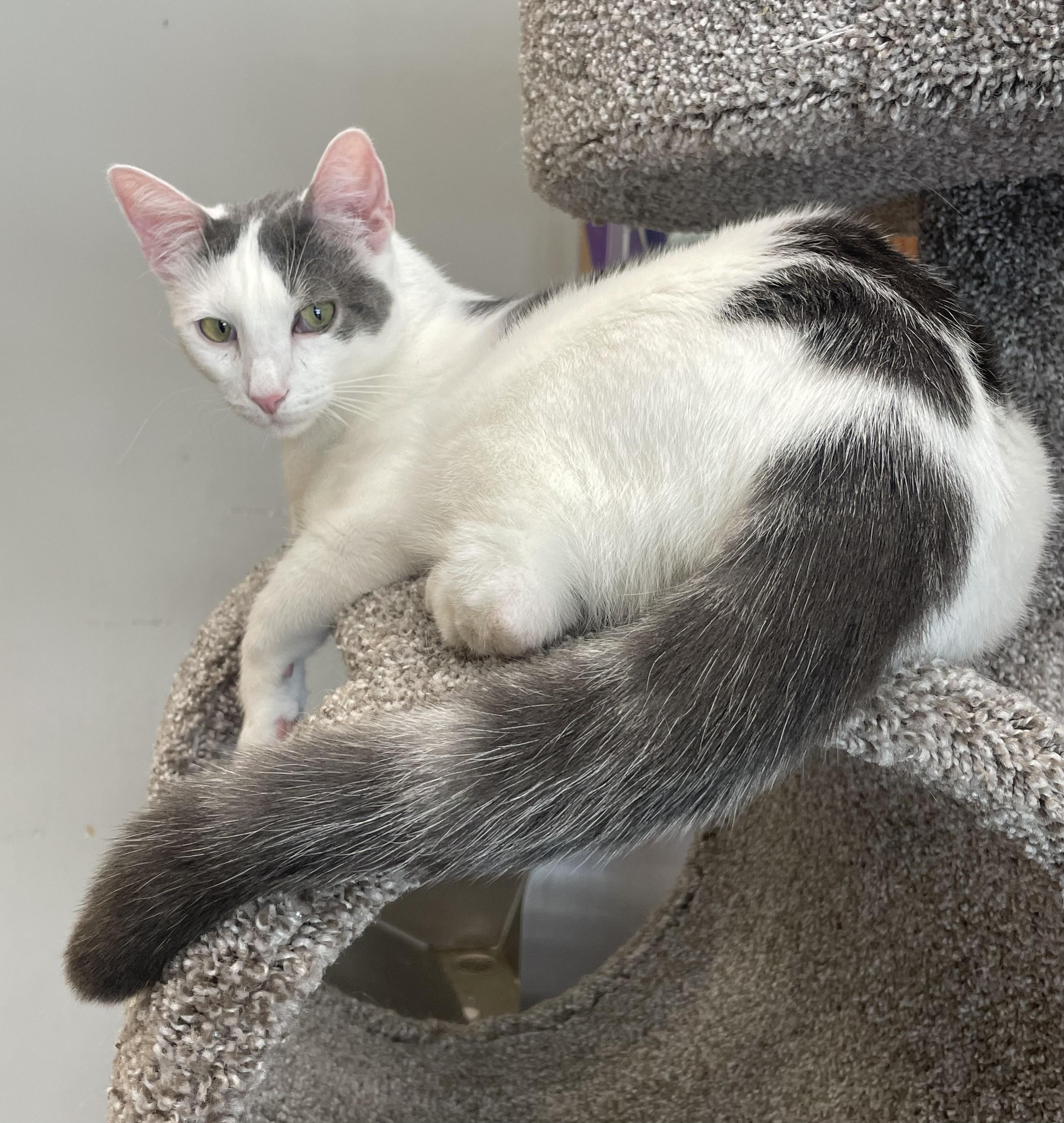 Enlarge Zac, a Adoptable Domestic Short Hair in Petaluma, CA image 1/3