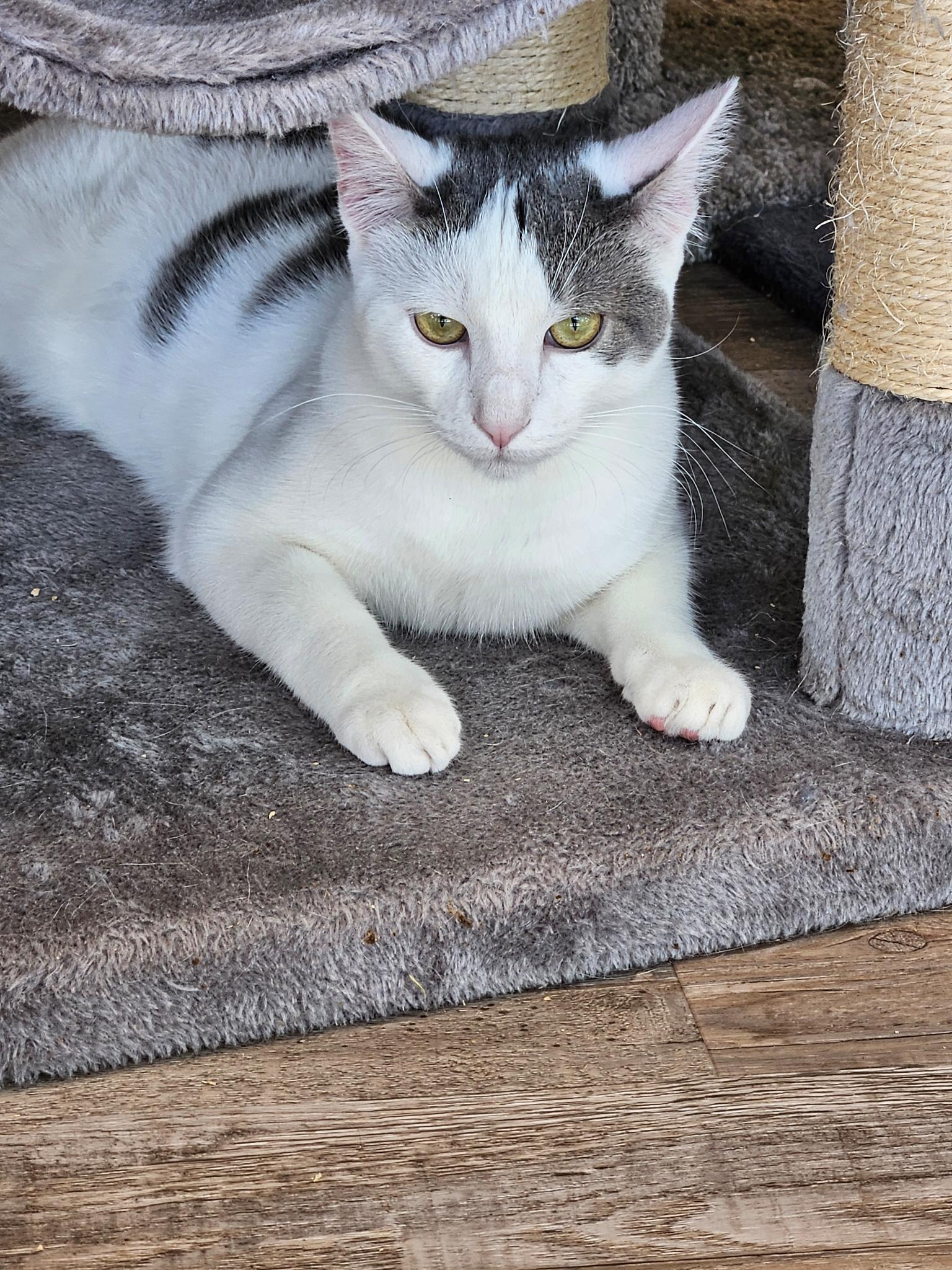 Enlarge Zac, a Adoptable Domestic Short Hair in Petaluma, CA image 2/3