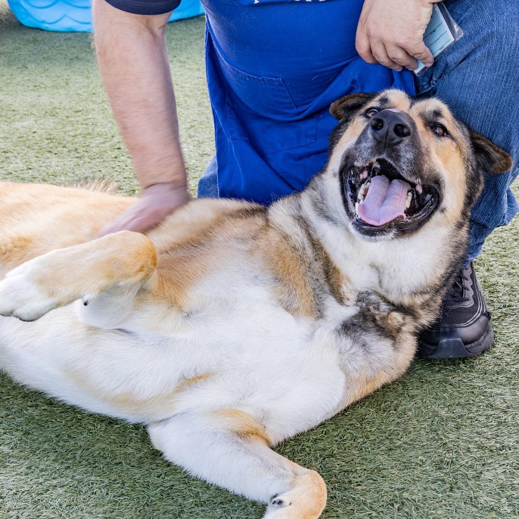 Rockie, Adoptable, Adult Male Shepherd.