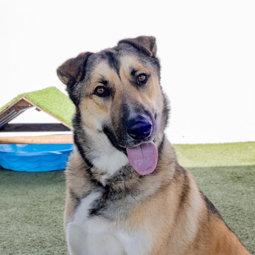 Enlarge Rockie, a Adoptable mixed breed in Long Beach, CA image 2/6