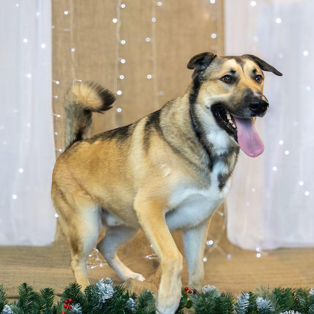 Enlarge Rockie, a Adoptable mixed breed in Long Beach, CA image 5/6