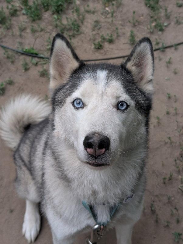 Shadow, a Adoptable Siberian Husky in Portage, IN image 1/3